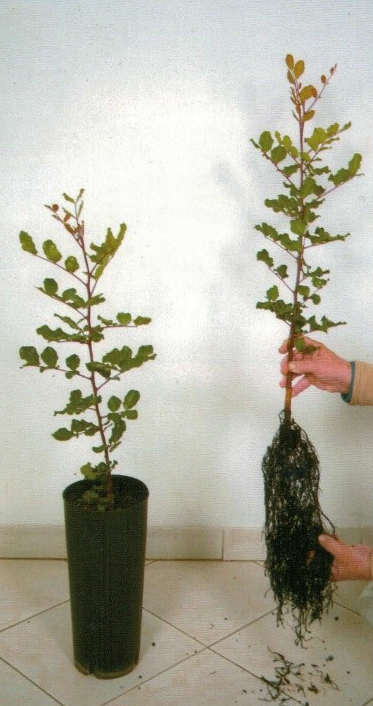 Sistema radicular desenvolvido