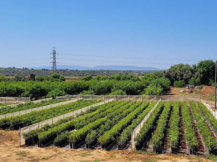 Viveiro de alfarrobeiras