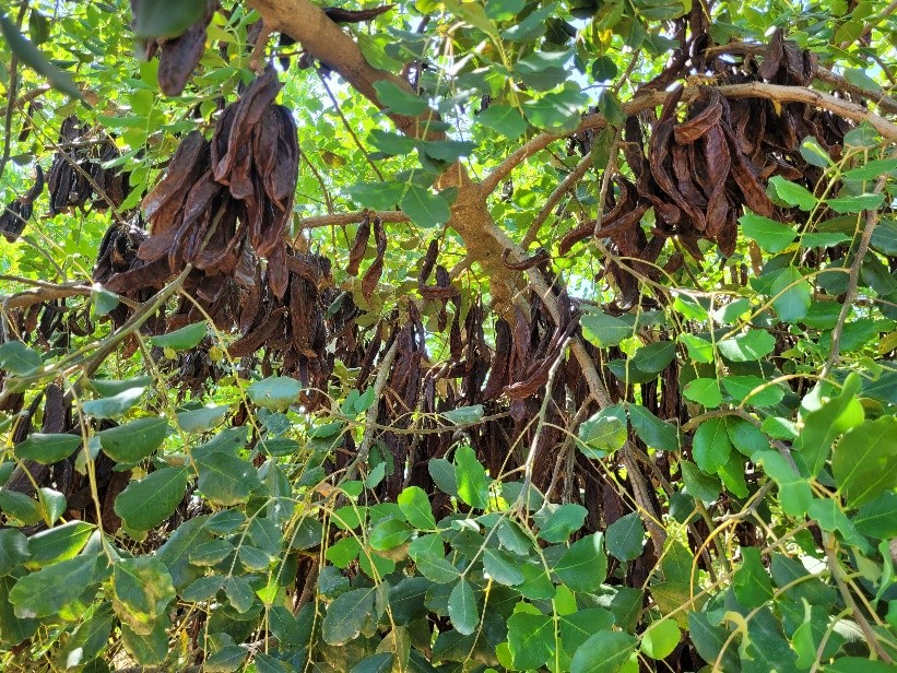 Vagens de alfarroba maduras